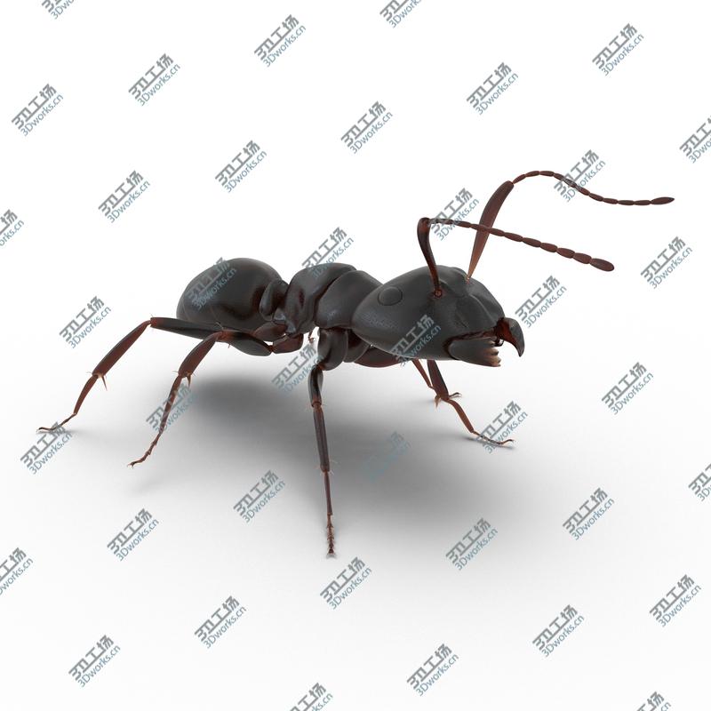images/goods_img/202104092/Black Ant Rigged for Cinema 4D/5.jpg